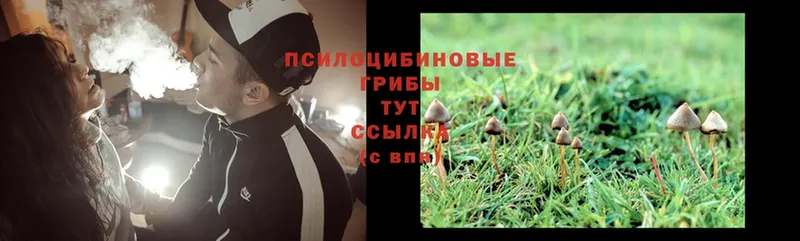 хочу   Мыски  Галлюциногенные грибы Psilocybe 